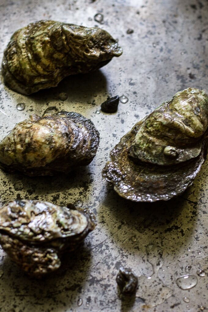 charrgrilled-oysters-recipe-www-beyondthebayoublog-com-2-4399221