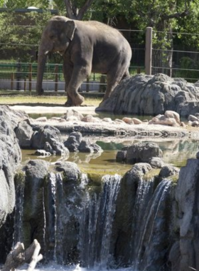 A lively photograph of animals at the Denver Zoo, showcasing their natural behaviors in an engaging environment. The image captures the joy of wildlife observation, highlighting the zoo's role in education and conservation.