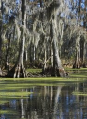 Serene view of a Louisiana swamp, with moss-draped trees and calm waters, highlighting the unique natural beauty and ecosystem of New Orleans’ surrounding wetlands.