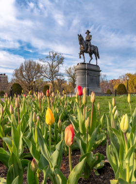  The Boston Public Garden, blooming with colorful tulips in spring, featuring walking paths and iconic swan boats. Known for its beauty, the garden offers a peaceful escape in the heart of the city.