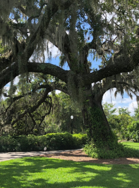 A picturesque pathway lined with ancient oak trees draped in Spanish moss, providing a shaded and serene walking route for visitors exploring the natural beauty of the area.