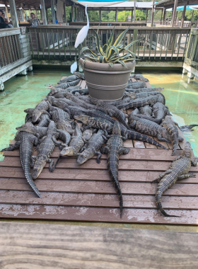 A crowded alligator habitat at Gatorland, featuring numerous alligators in shallow water, surrounded by greenery and natural terrain, showcasing the unique wildlife attraction.