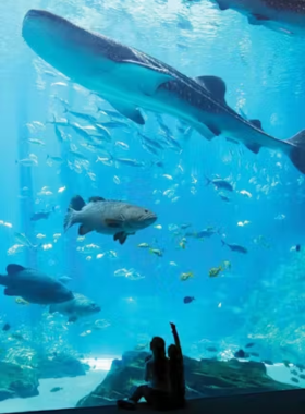 The Whale Shark Exhibit at the Georgia Aquarium, featuring a massive tank with a whale shark and other marine species, offering an up-close look at aquatic life for visitors.