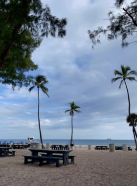 This image shows a vibrant scene at Fort Lauderdale Beach Park, where families and friends enjoy picnics, outdoor games, and recreational activities amid tall palm trees and oceanfront views.