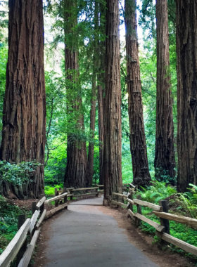 A serene view of towering redwood trees reaching towards the sky, surrounded by lush green foliage and a forest floor blanketed with fallen leaves. The sunlight filters through the branches, creating a dappled light effect on the ground, conveying a sense of peace and tranquility in this ancient forest.