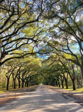 "The historic oak-lined avenue of Wormsloe Historic Site in Savannah, leading visitors to colonial ruins and scenic nature trails."