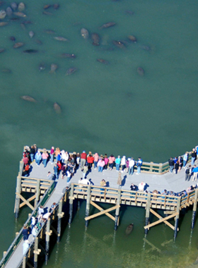 A serene scene of manatees swimming in warm waters at Tampa Electric’s Manatee Viewing Center, with people observing these gentle creatures from a viewing platform.

