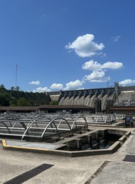 This image shows that Shepherd of the Hills Fish Hatchery offers visitors a chance to see and feed trout in various stages of development."