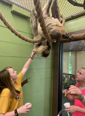 This image shows that Promised Land Zoo in Branson offers a safari experience, animal feedings, and close encounters with a variety of wildlife."