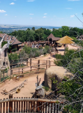 This image shows giraffes at the Cheyenne Mountain Zoo, where visitors can feed them, with the stunning mountain backdrop.