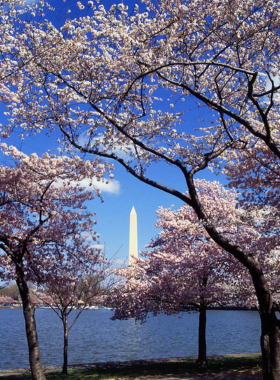  This image shows beautiful cherry blossoms in full bloom around the Tidal Basin, celebrating the friendship between Japan and the U.S.