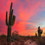 Discover 15 Unforgettable Things to do in Phoenix, Arizona