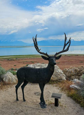 This image shows that bison roam freely on Antelope Island, surrounded by open fields and mountains."