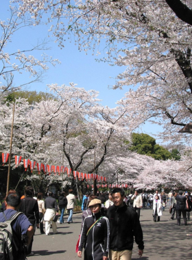 This image shows Ueno Park in Tokyo, with beautiful cherry blossoms (sakura) in full bloom. Visitors are seen enjoying the spring season, picnicking under the pink flowers, and taking in the natural beauty. The park is a popular spot for hanami (cherry blossom viewing) during springtime.