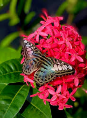  This image shows that the Butterfly Farm in Aruba is a tropical wonderland, where hundreds of colorful butterflies flutter among lush plants, offering an immersive experience for visitors of all ages.