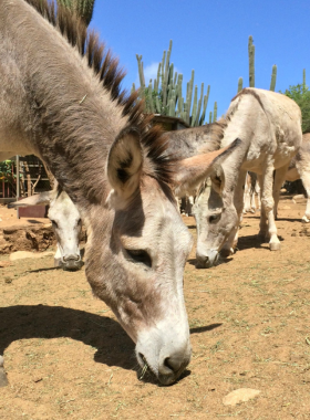 This image shows that the Donkey Sanctuary in Aruba is a safe haven for rescued donkeys, where visitors can interact with the animals and learn about their care and historical significance on the island.