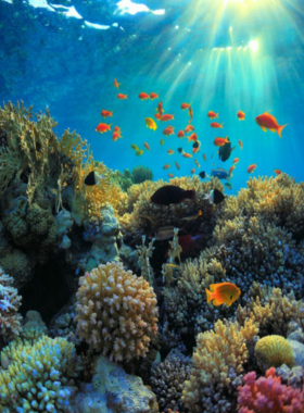 This image shows a snorkeling adventure in the Mesoamerican Reef, where you can explore vibrant coral formations and diverse marine life in the crystal-clear Caribbean waters.