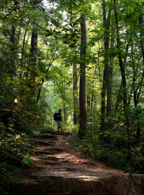 This image shows a peaceful hiking trail at Paris Mountain State Park, surrounded by dense trees and a serene atmosphere. It’s a perfect escape for nature enthusiasts seeking quiet and scenic views.