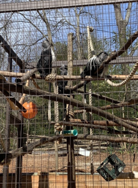 This image shows a giraffe at the Greenville Zoo in a well-maintained enclosure. The zoo provides a family-friendly environment with a variety of animals and conservation efforts.