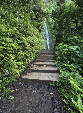  This image shows visitors hiking the Manoa Falls Trail, surrounded by lush greenery and tropical plants. The trail leads to the picturesque 150-foot waterfall, offering a tranquil escape into nature’s beauty.