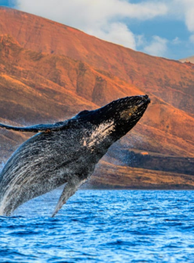 This image shows a majestic humpback whale breaching the ocean waters, with a tour boat in the distance capturing the moment.