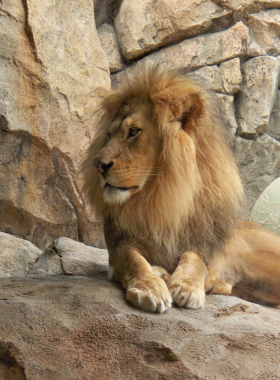  This image shows a majestic lion resting in the Milwaukee County Zoo, surrounded by lush greenery. Visitors are seen in the background, enjoying the animal exhibits.
