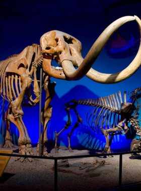  This image shows the dinosaur exhibit at the Milwaukee Public Museum, with a life-sized dinosaur model displayed in the center, surrounded by informative signage and educational displays.