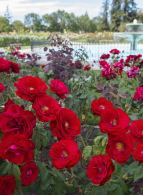 "This image shows the Municipal Rose Garden in San Jose, filled with colorful roses in full bloom, offering visitors a peaceful retreat surrounded by fragrant flowers and scenic pathways perfect for photography."

