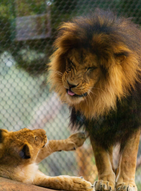 This image shows that the Santa Barbara Zoo features a variety of animals from around the world, making it a great family destination to learn about wildlife conservation and enjoy interactive exhibits.