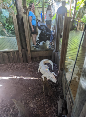 This image shows the St. Augustine Alligator Farm Zoological Park, featuring a wide variety of animals, including alligators, crocodiles, and lemurs. Visitors can enjoy ziplining over alligator enclosures, making it an exciting and educational experience for families."