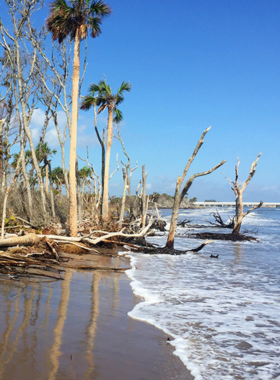  This image shows the striking driftwood formations at Boneyard Beach on Big Talbot Island. The natural sculptures scattered along the shoreline reflect the raw beauty of this preserved coastal gem, perfect for nature lovers and photographers.