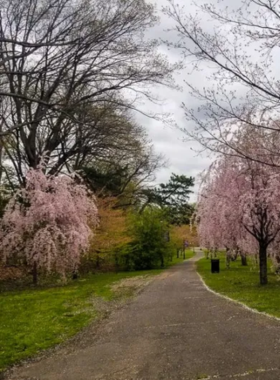 This image shows Branch Brook Park in Newark, with cherry blossom trees in full bloom, creating a serene and colorful springtime landscape.
