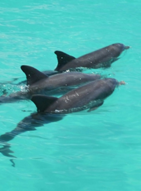  This image shows a dolphin-watching tour in Key West, where tourists can spot playful dolphins in their natural habitat. The clear waters of the area make it ideal for observing local marine life.