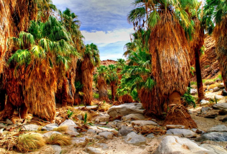15 Cool and Unique Things to Do in Palm Springs This Year