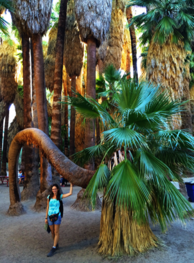 This image shows the lush oasis in Indian Canyons, with towering palm trees and streams surrounded by rocky cliffs, offering a peaceful desert escape and a glimpse into Native American history.