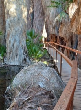 This image shows the Coachella Valley Preserve’s natural oasis, with tall palms and peaceful water features, offering a tranquil spot for birdwatching and exploring desert ecosystems.