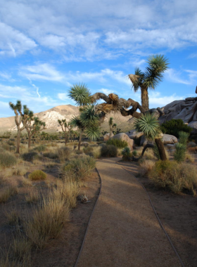 This image shows the unique rock formations and iconic Joshua trees at Joshua Tree National Park, with a vibrant desert landscape under a clear blue sky, perfect for hiking and stargazing.