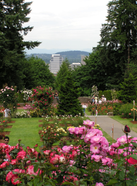 This image shows the International Rose Test Garden in Portland, with rows of colorful roses in full bloom. Visitors stroll through the garden, surrounded by the delightful fragrance and visual beauty of hundreds of rose varieties.