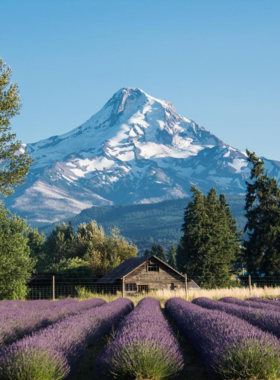 This image shows visitors skiing on Mount Hood, one of Oregon’s most famous mountains. The snow-covered slopes attract adventure seekers year-round, offering skiing, snowboarding, and stunning mountain views.