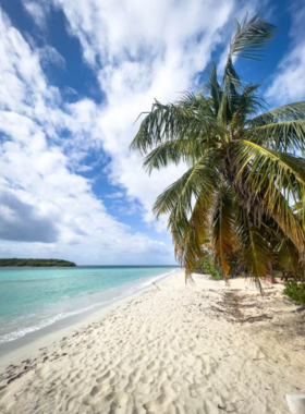 This image shows Sun Bay Beach on Vieques Island, with clear waters and a sandy shore. The peaceful beach, dotted with palm trees and friendly wild horses, provides a relaxing escape in a naturally beautiful environment.